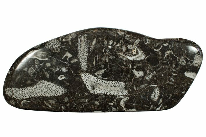 Polished Devonian Fossil Coral and Bryozoan Plate - Morocco #256581